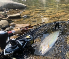 ニジマスの釣果