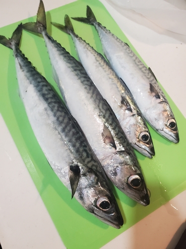 サバの釣果