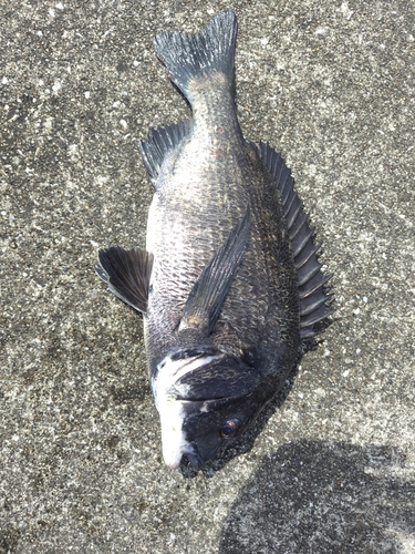 チヌの釣果