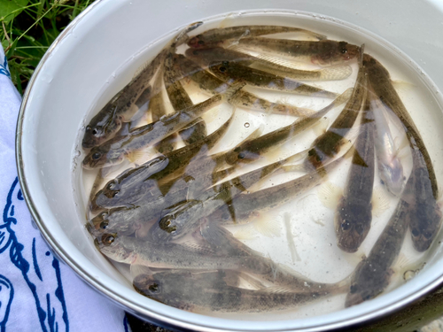 マハゼの釣果