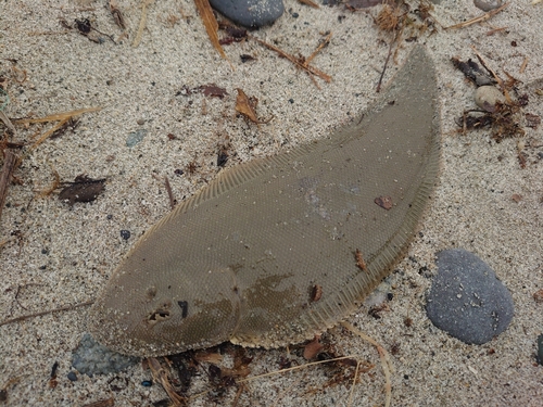 シタビラメの釣果