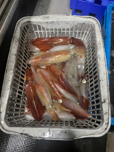 ケンサキイカの釣果