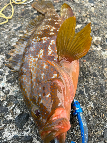 アコウの釣果