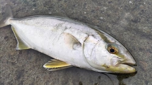 ネリゴの釣果