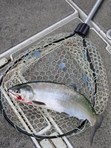 ビワマスの釣果