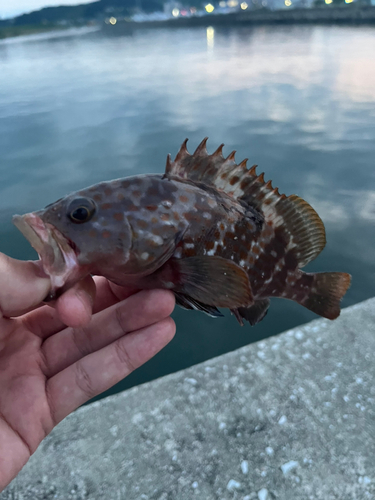 キジハタの釣果