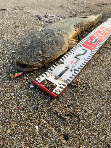 マゴチの釣果