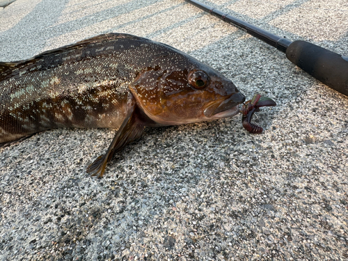 アイナメの釣果