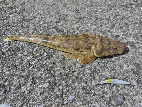 マゴチの釣果