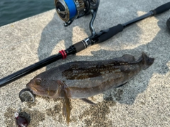 アイナメの釣果