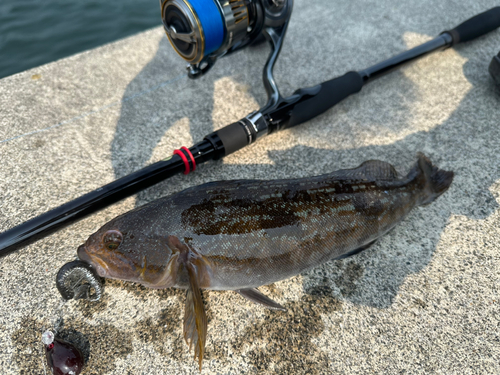 アイナメの釣果