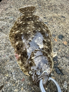 ヒラメの釣果