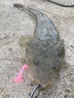 マゴチの釣果