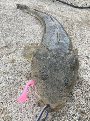 マゴチの釣果