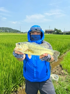 ブラックバスの釣果