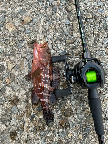 アコウの釣果