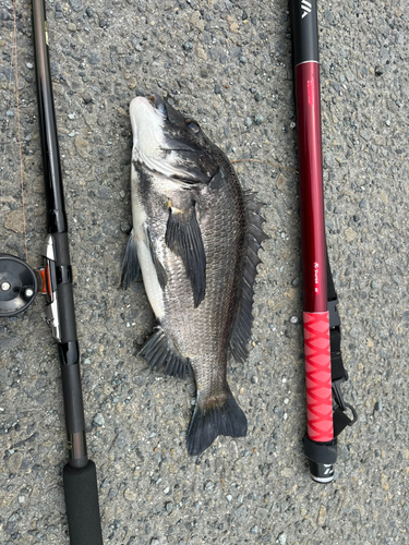 クロダイの釣果