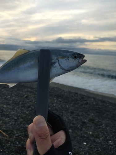 ワカシの釣果