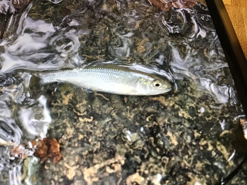 カワムツの釣果