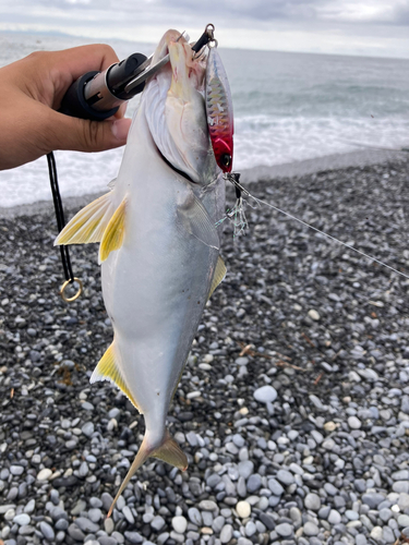 カンパチの釣果