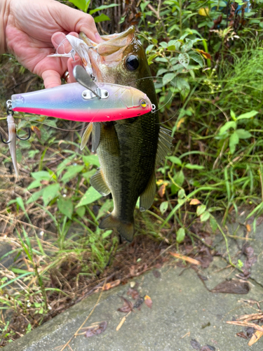 ブラックバスの釣果