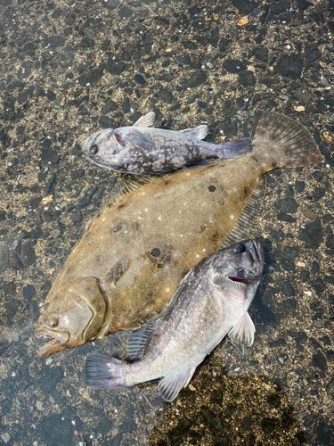 ヒラメの釣果