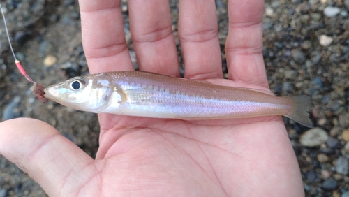 キスの釣果