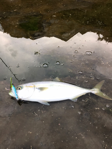 ワカシの釣果