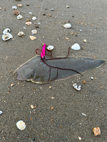 シタビラメの釣果