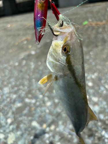 ショゴの釣果