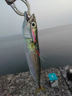 サバの釣果