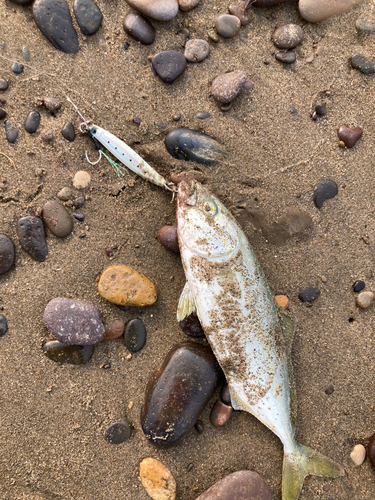 ワカシの釣果