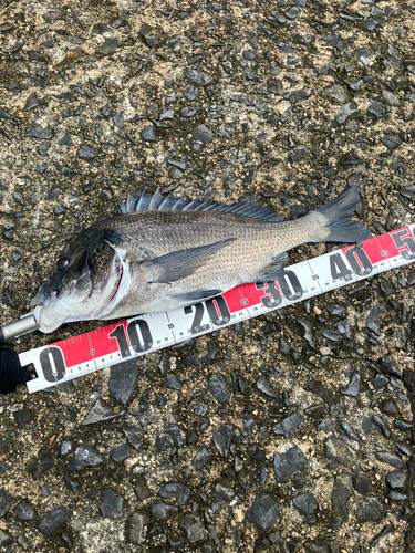 チヌの釣果