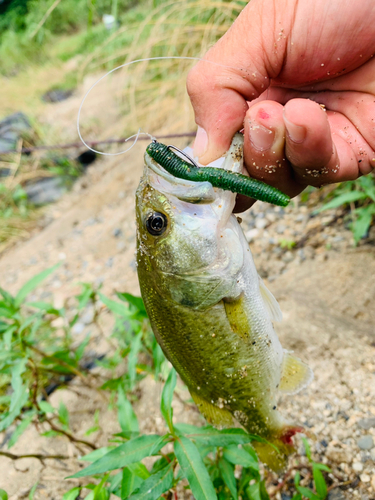 ラージマウスバスの釣果