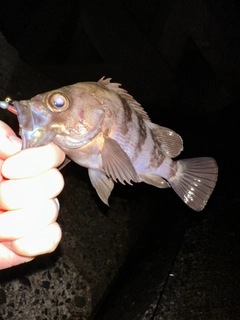 シロメバルの釣果