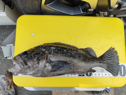 クロソイの釣果