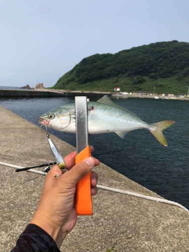 ワカシの釣果