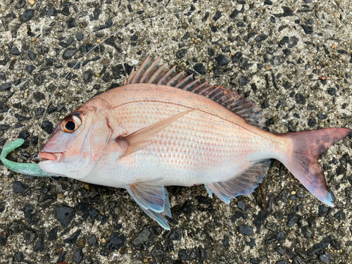 タイの釣果