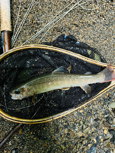 イワナの釣果