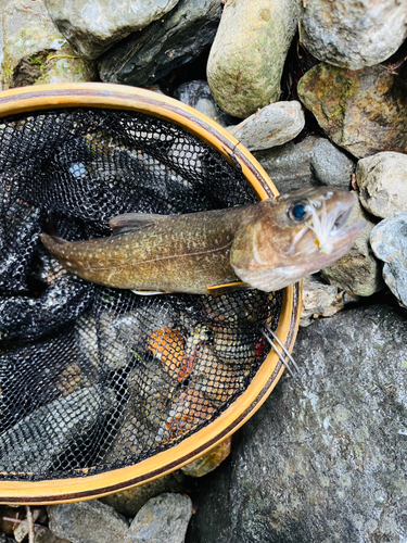 イワナの釣果