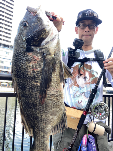 チヌの釣果