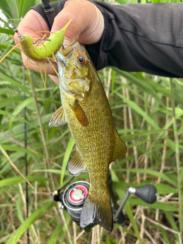 スモールマウスバスの釣果