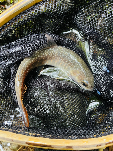 イワナの釣果