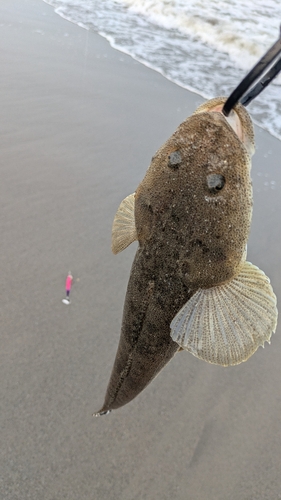 マゴチの釣果