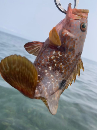 キジハタの釣果