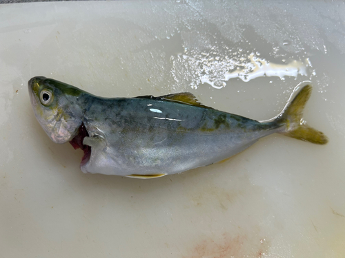 ワカシの釣果