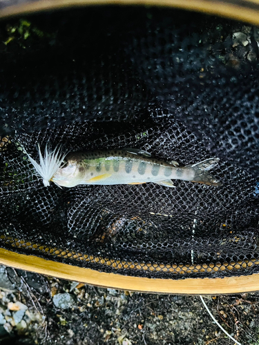 イワナの釣果