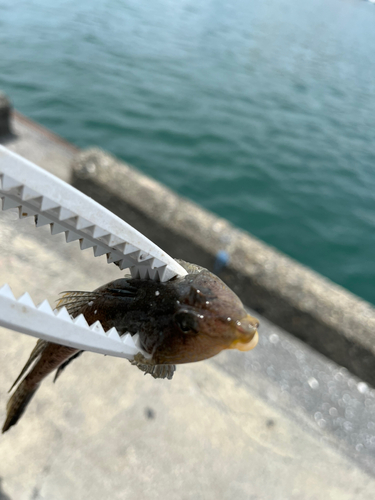 ネズミゴチの釣果