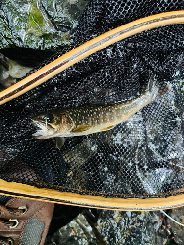 イワナの釣果