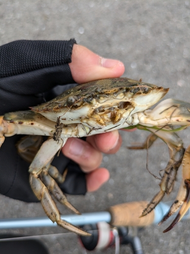 カニの釣果